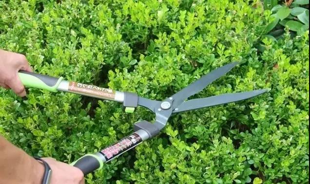 家博園藝｜三伏關(guān)鍵詞