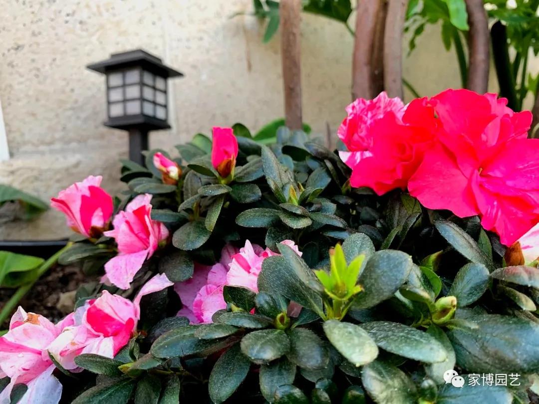 家博園藝｜新城金郡—屋頂花園案例賞析